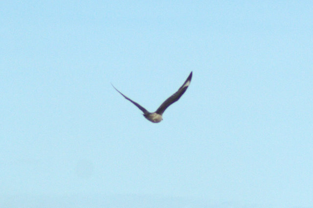 Skua Bird